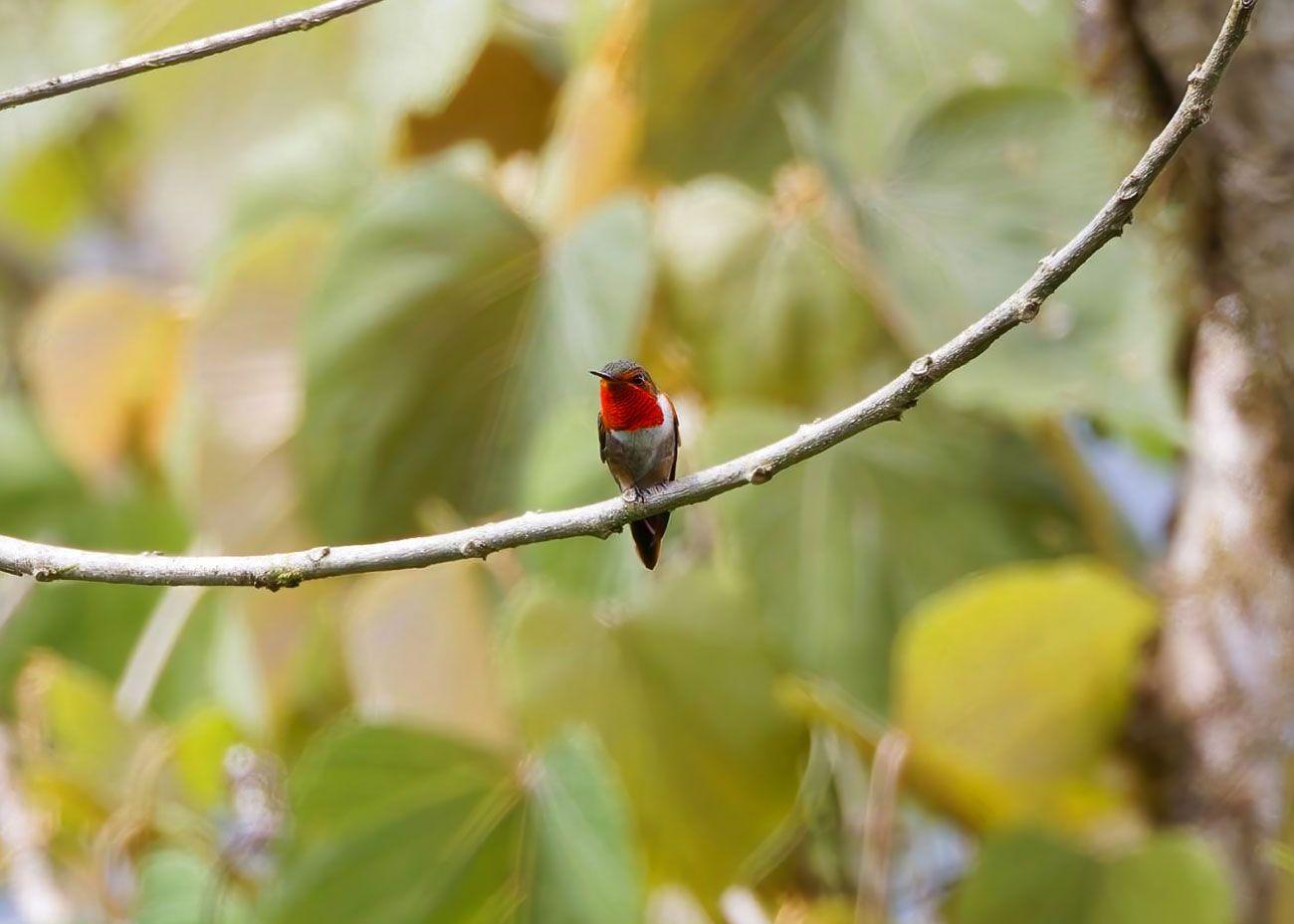 Colibrí garganta ardiente posado en una rama dentro del bosque de Cerro Hoya, Azuero, Panamá.