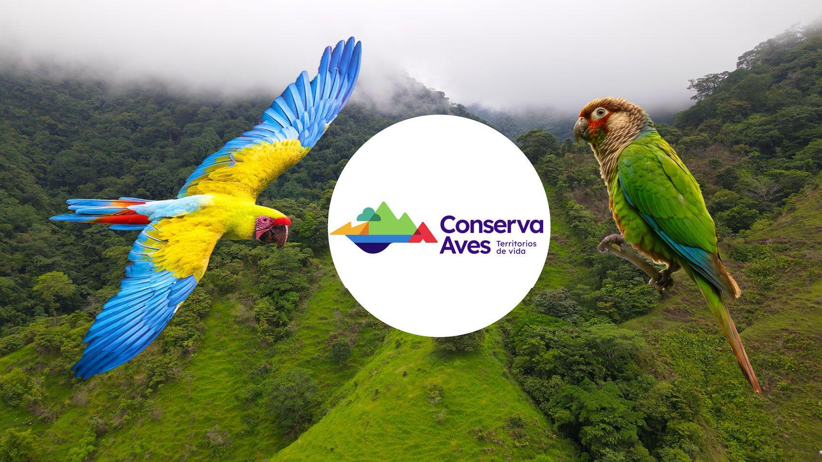 Great Green Macaw and Azuero Parakeet over tropical rainforest habitat in the Cerro Hoya landscape, Panama, illustrating the Ara Panama Sanctuary (REMOSFA Project) supported by Conserva Aves for bird conservation and habitat protection.