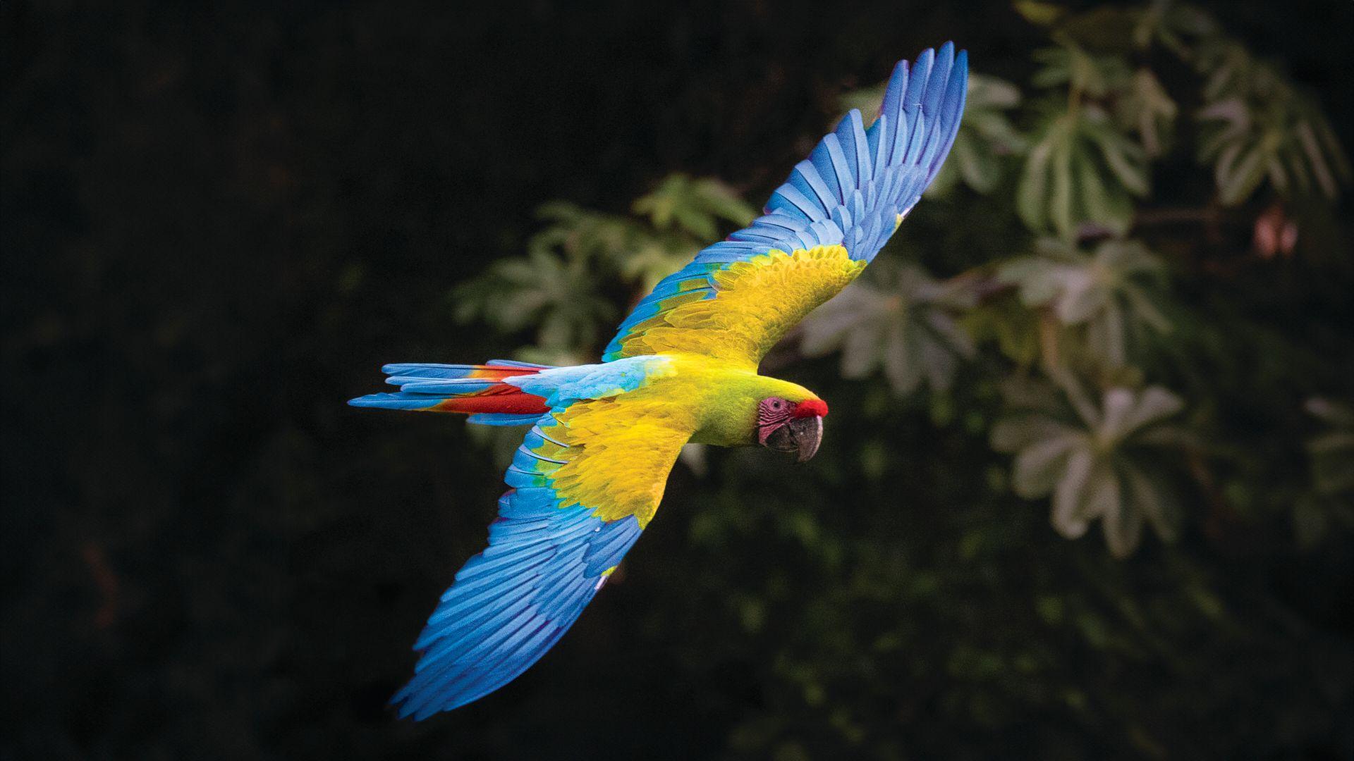 Enrique Pucci-Guacamayo Verde de Azuero (Ara ambiguus).jpg