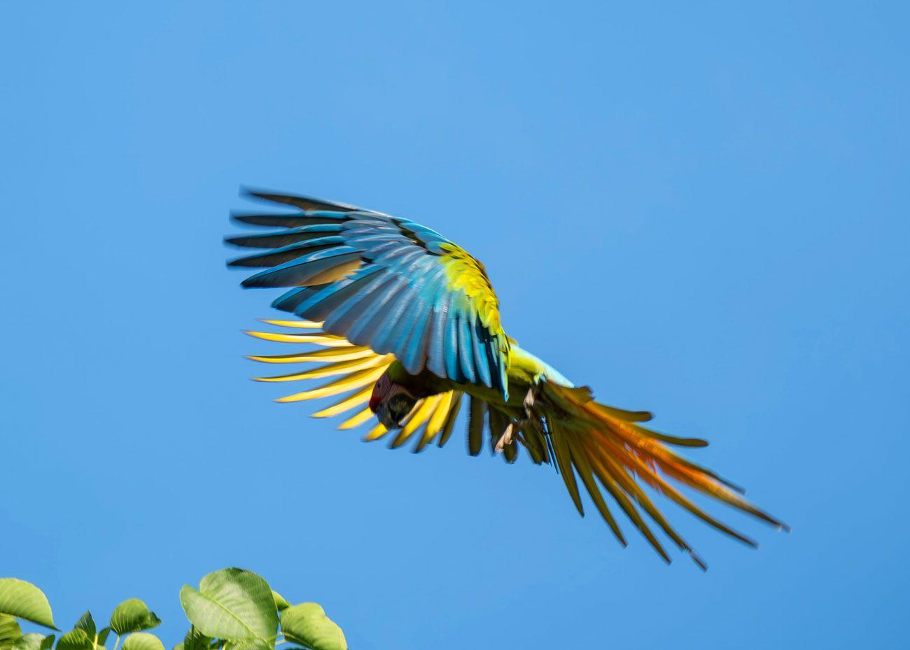 Guacamaya Verde volando contra un cielo azul con las alas extendidas.