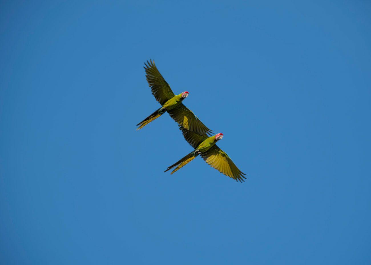 Dos guacamayas verdes volando sobre el cielo azul en Cerro Hoya, Azuero, Panamá.