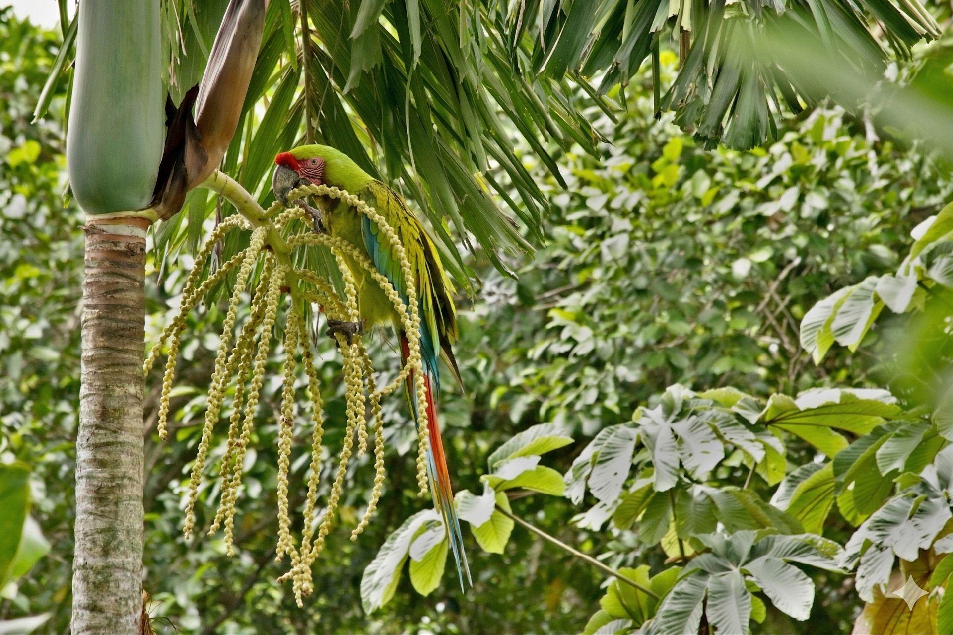 Guacamaya Verde alimentándose de frutos de palma nativa en el dosel del bosque en Panamá.