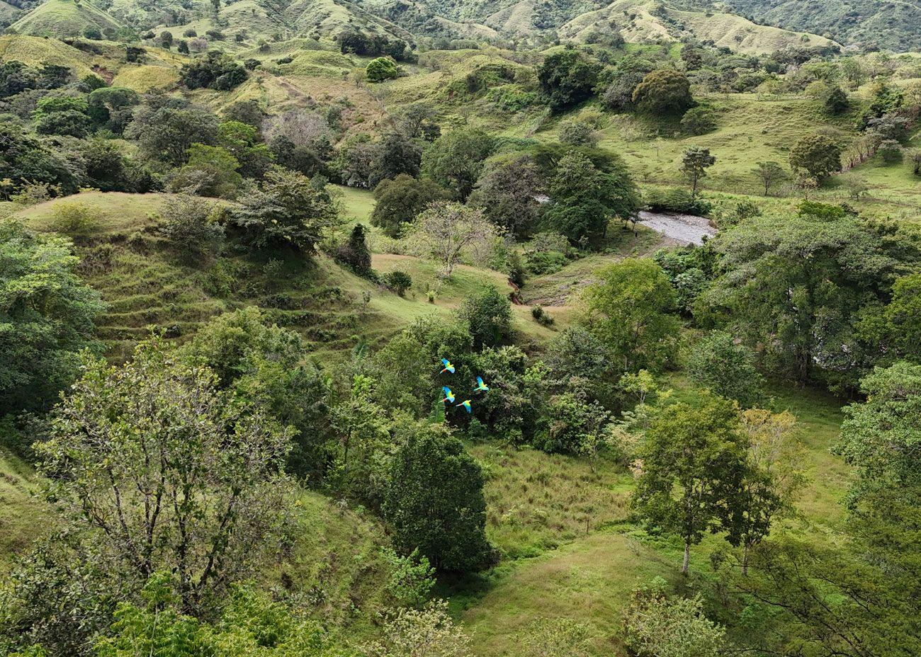 Guacamayas verdes volando sobre un paisaje de bosques y potreros en la península de Azuero, Panamá.