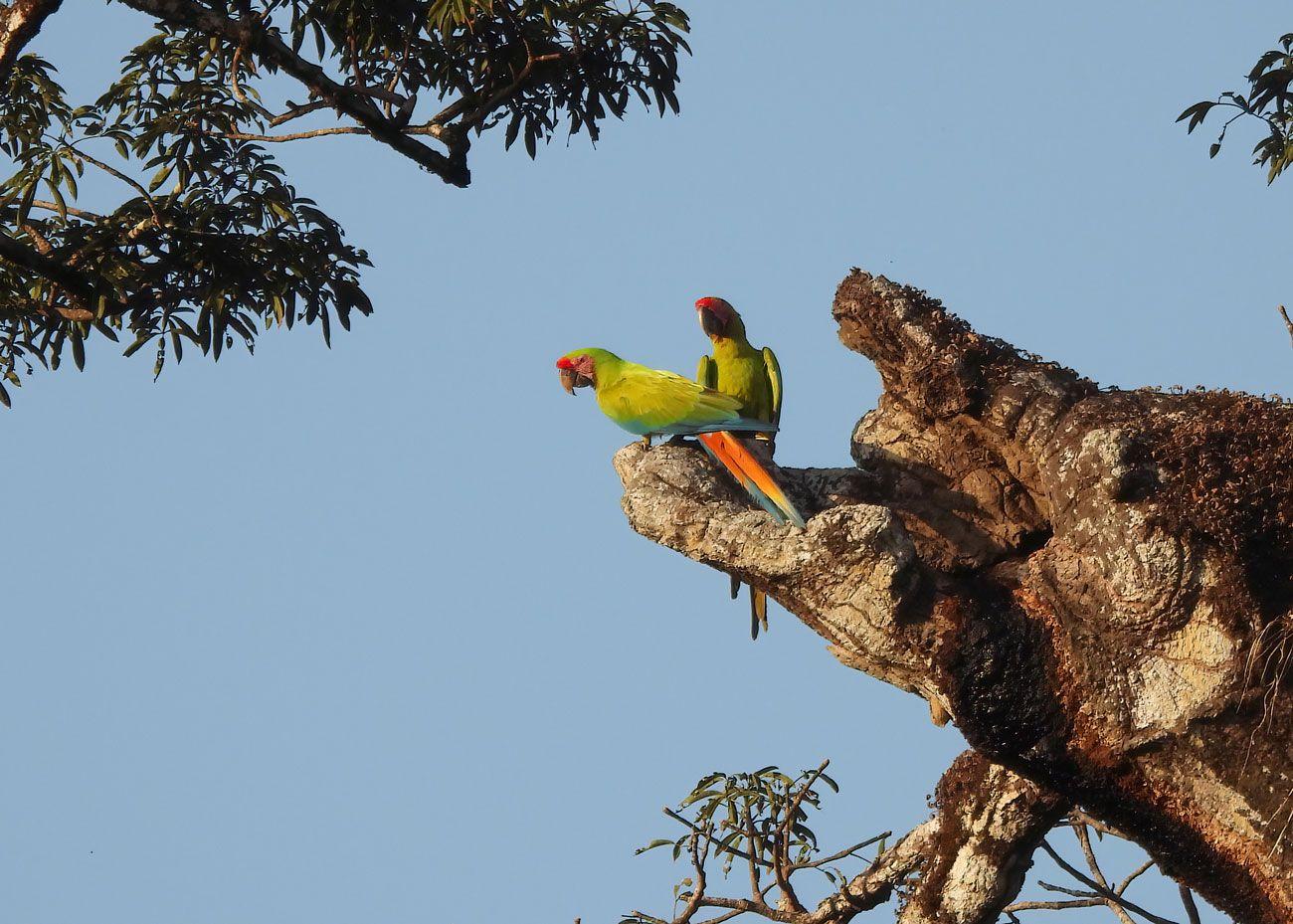 Dos guacamayas verdes posadas en un árbol maduro en Azuero, Panamá.