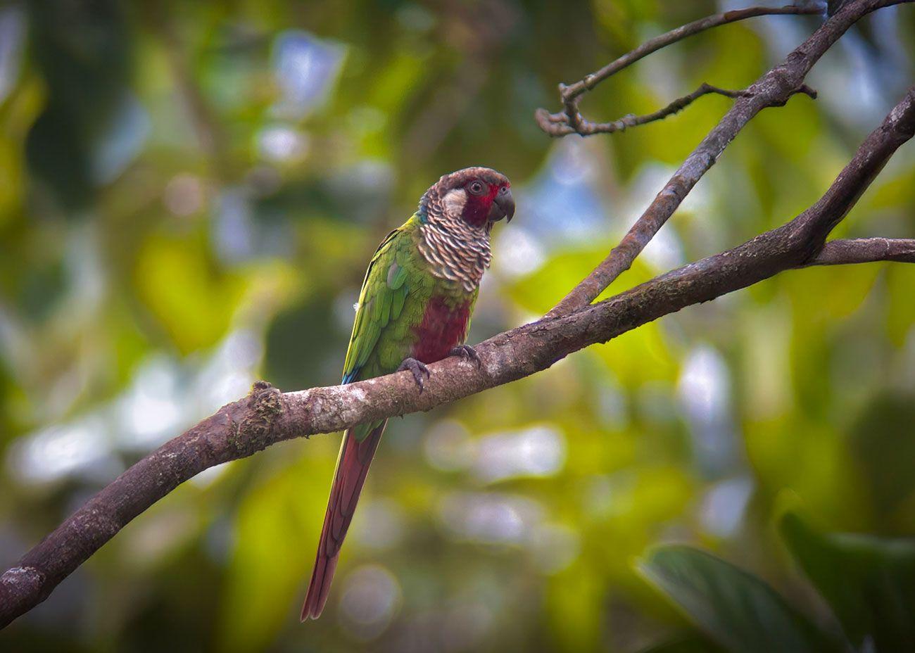 Perico de Azuero posado en una rama dentro del bosque tropical de Cerro Hoya, Panamá.