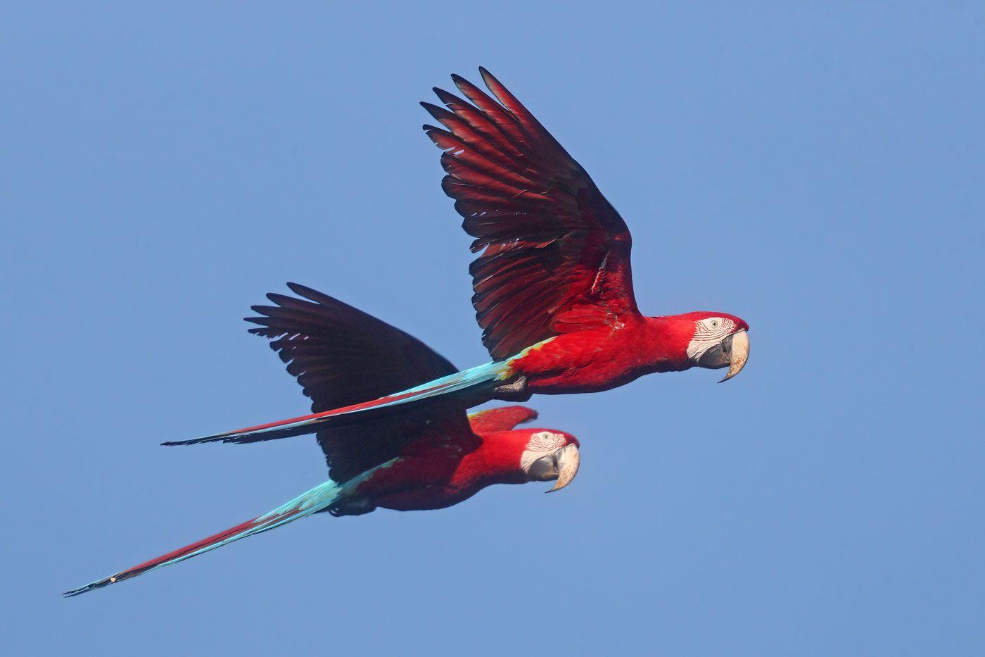 Two Red-and-green Macaws flying together against a blue sky with red bodies and blue tail feathers.