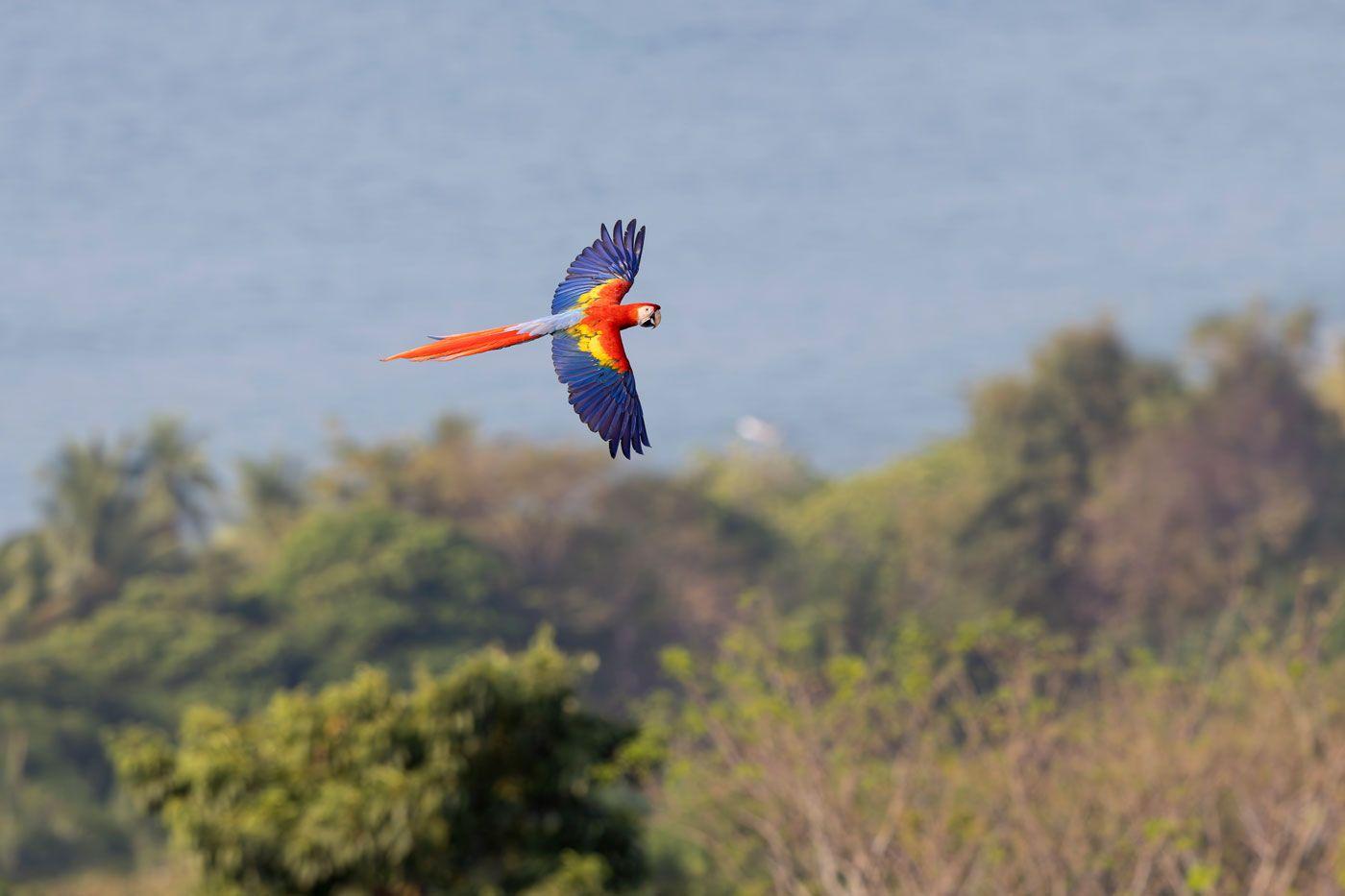 Scarlet Macaw flying over tropical forest in Panama with red, yellow and blue wings spread.