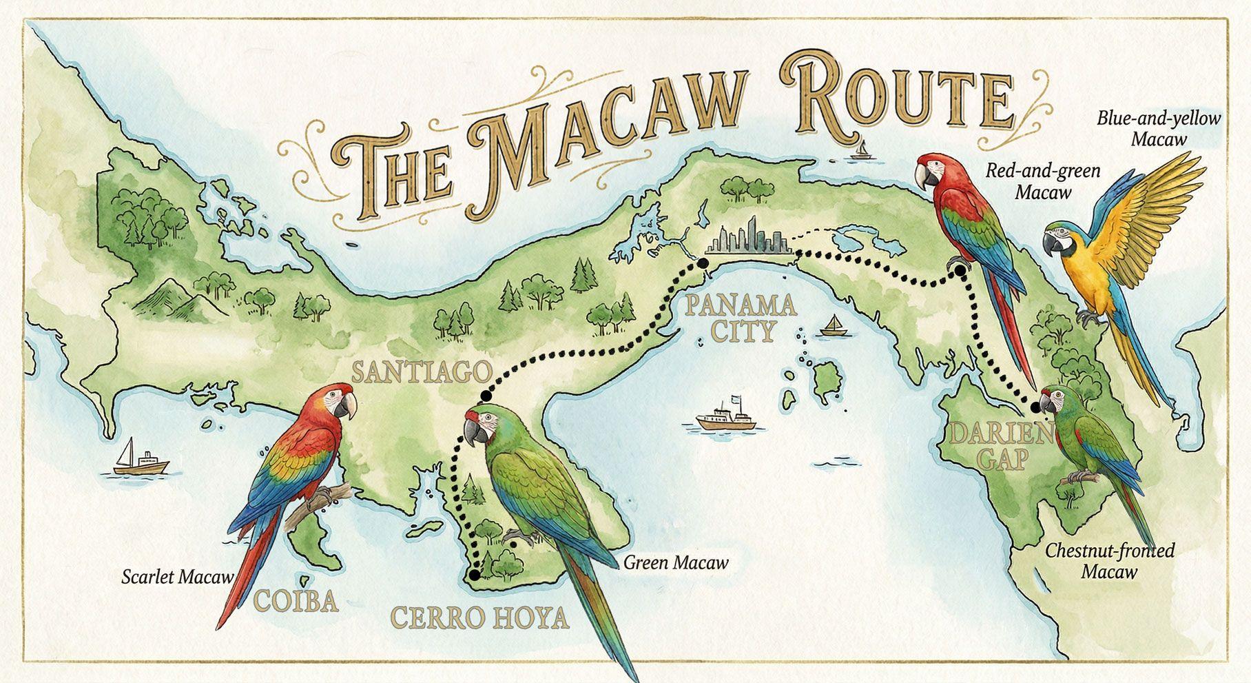 Illustrated map of the Macaw Route in Panama showing key regions for observing Scarlet, Great Green, Red-and-green, Blue-and-yellow and Chestnut-fronted Macaws