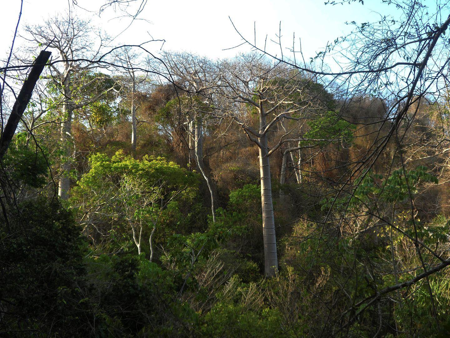 Planting a Tree? Choose Native Species and Protect Great Green Macaws