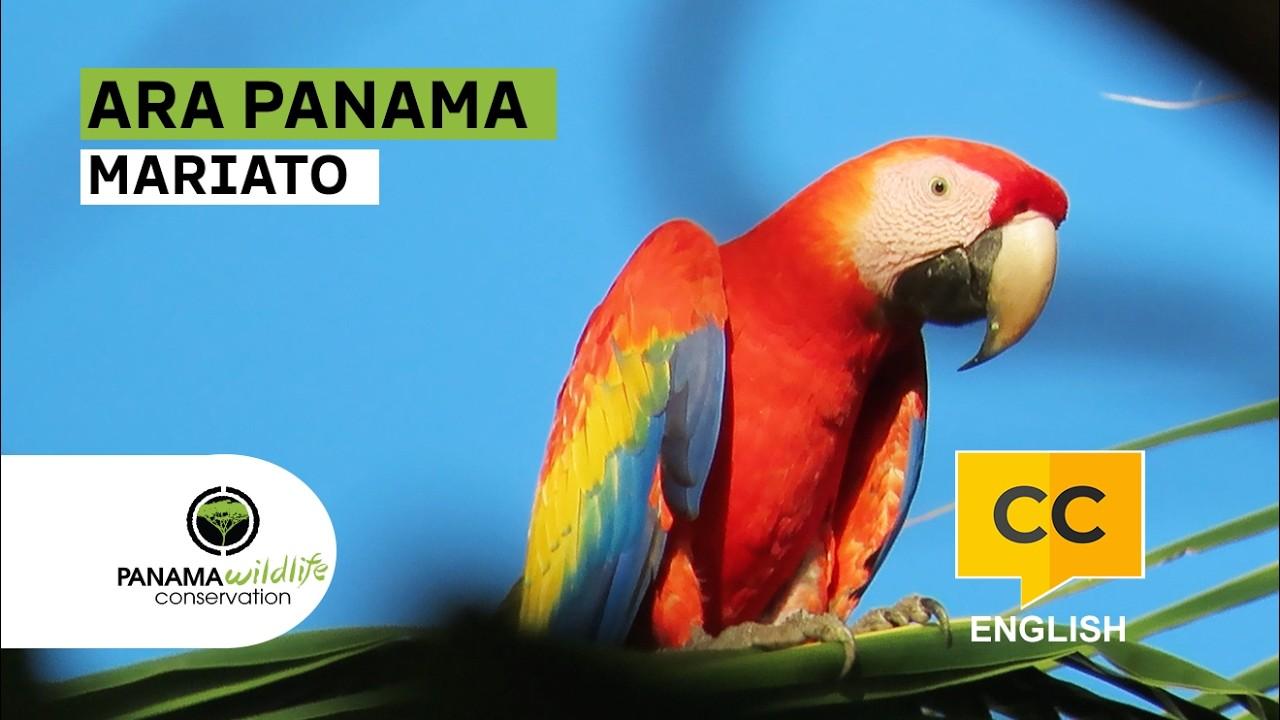 Watch the project video