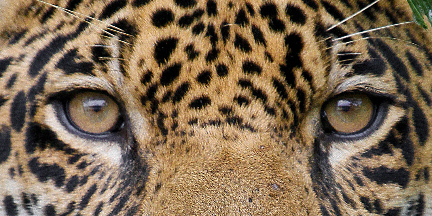 Jaguars – Panama Wildlife