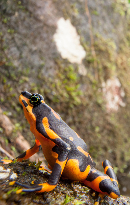 Amphibians - Panama Wildlife Conservation