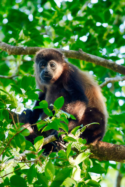 Howler Monkey looking at the camera perch on a tree