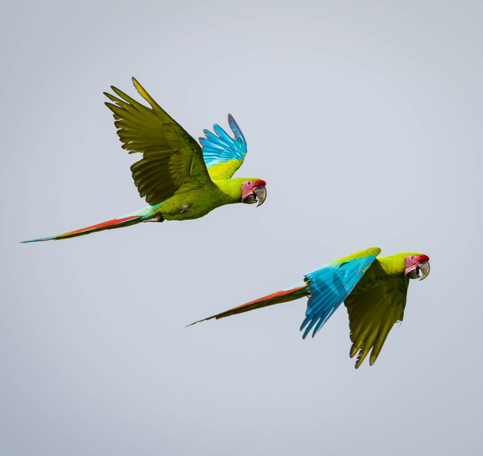 Two Great Green Macaw flying in Cerro Hoya