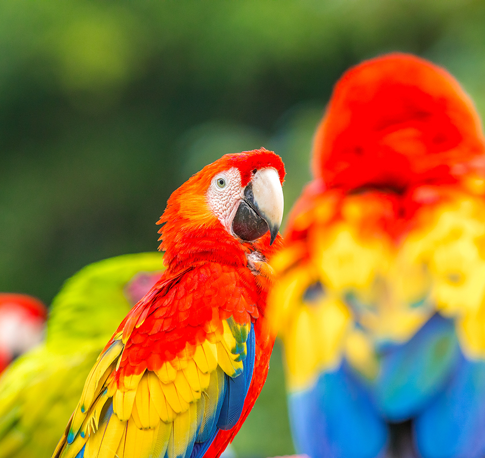 A beautiful and colourful Scarlet Macaw looking at the camera.